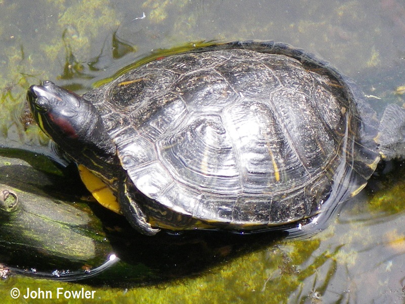Red-eared Slider Trachemys scripta elegans